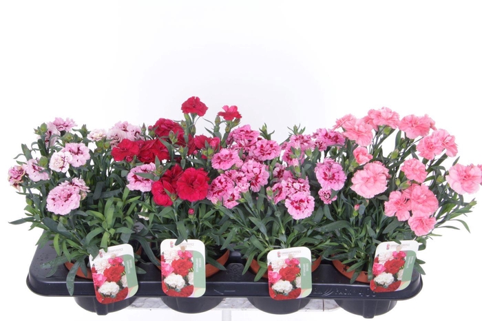 <h4>Dianthus caryophyllus mix</h4>