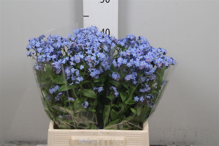 <h4>Myos Al Blue Memory</h4>