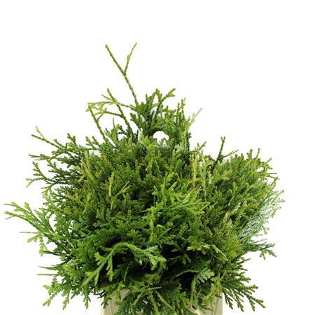 <h4>CONIF.THUJOPSIS DOLABRATA</h4>