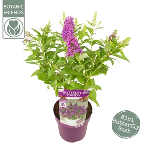 Buddleja Butterfly Candy® 'Little Cerise'