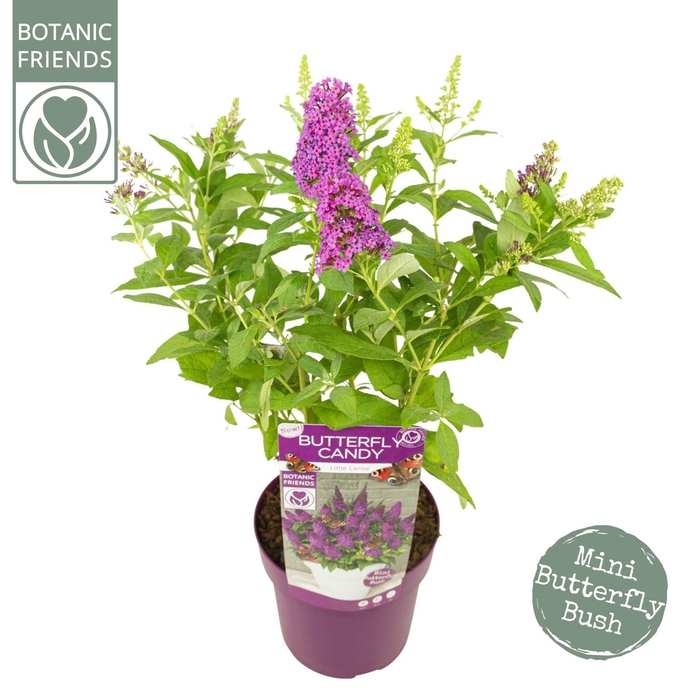 <h4>Buddleja Butterfly Candy® 'Little Cerise'</h4>