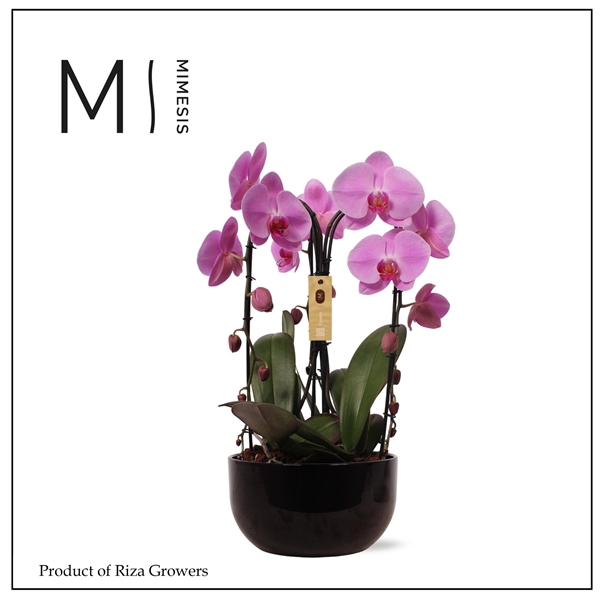 <h4>Mimesis Phal. Arrangement Crown Pink - 3 spike 26cm in Saskia Black Ceramic</h4>