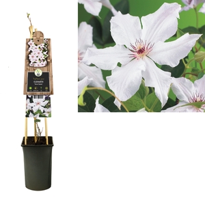 Clematis 'Snow Queen' 3.0 label