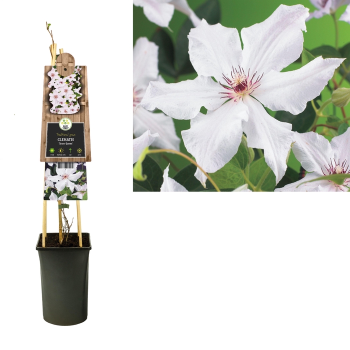 <h4>Clematis 'Snow Queen' 3.0 label</h4>
