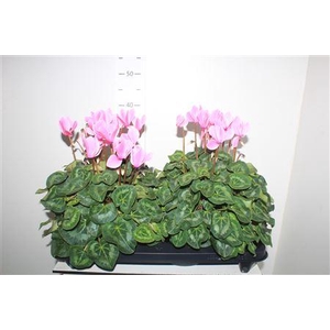 Cyclamen Xl Neon Flamed