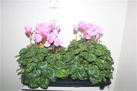 <h4>Cyclamen Xl Neon Flamed</h4>