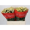 Hypericum Cool Romance