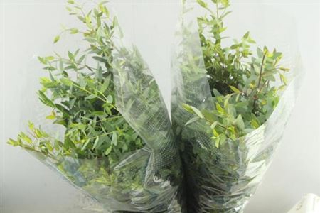 <h4>Euc Parvifolia P Bs</h4>