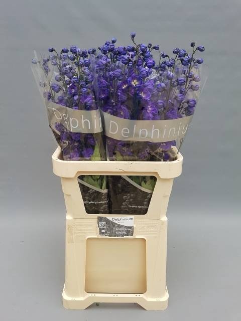 <h4>DELPH DU DELP EMERAL</h4>