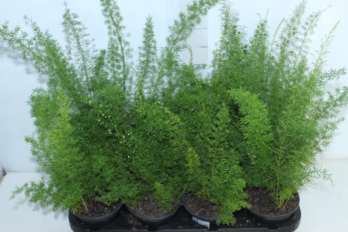 <h4>ASPARGO REAL P15</h4>