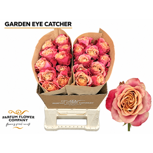 Rosa Garden Eye Catcher