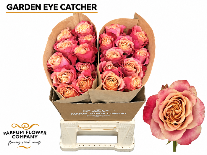 <h4>Rosa Garden Eye Catcher</h4>