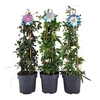 Passiflora pyramide
