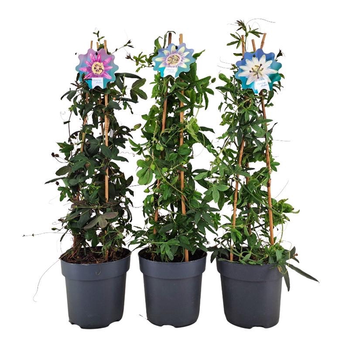 Passiflora pyramide