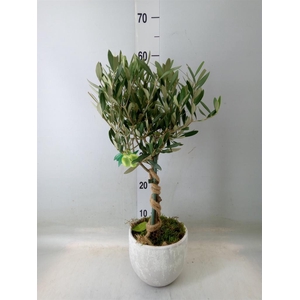 Arr.   Tuinplanten H%