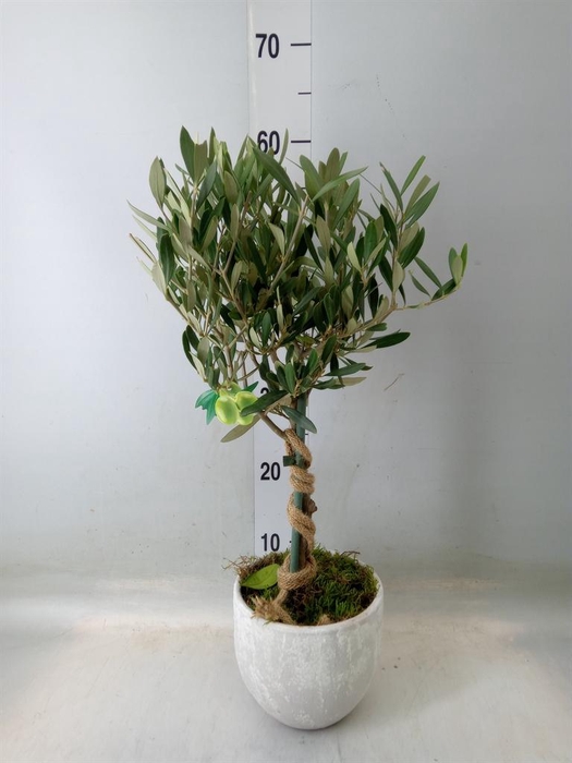 <h4>Arr.   Tuinplanten H%</h4>