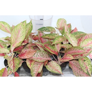 AGLAONEMA VERMELHA COM PINTAS AMARELAS - PT12