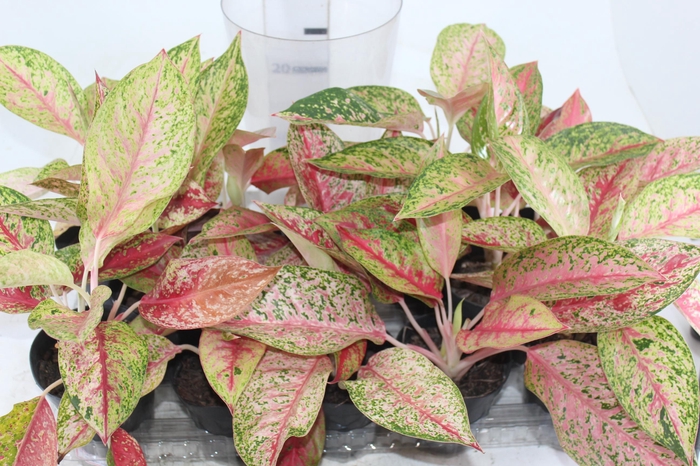<h4>AGLAONEMA VERMELHA COM PINTAS AMARELAS - PT12</h4>