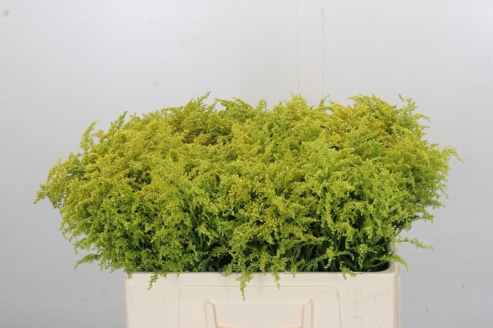 <h4>Solidago Tara Gold Buiten</h4>