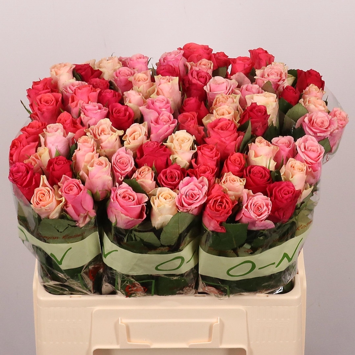 <h4>R GR TACAZZI GEM</h4>