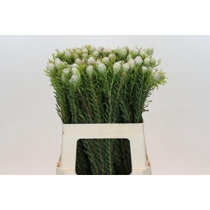 Leucadendron Ayoba Jade Pearl