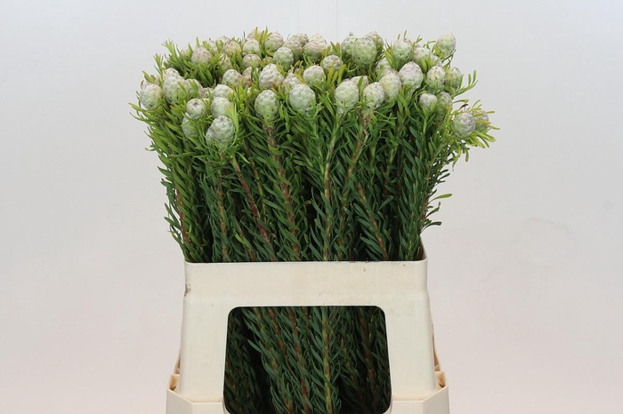 <h4>Leucadendron Ayoba Jade Pearl</h4>