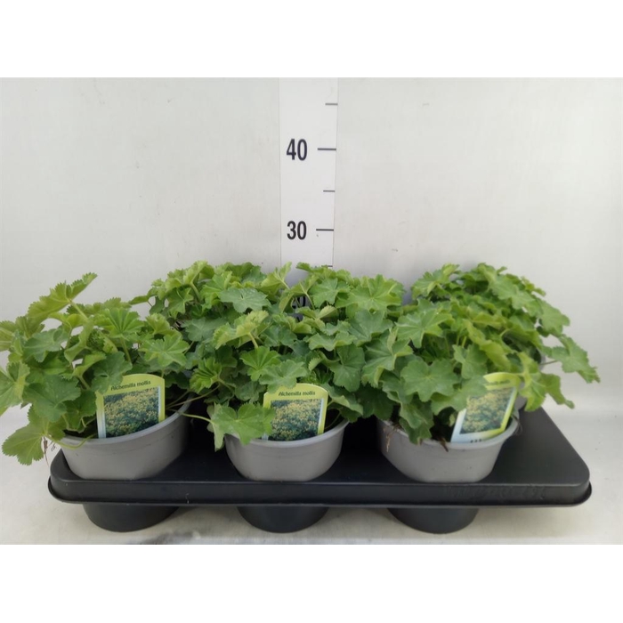 <h4>Alchemilla mollis</h4>