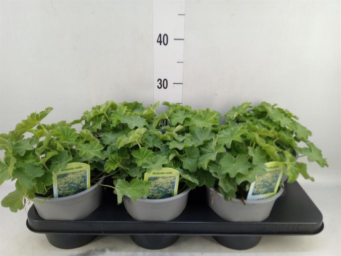 <h4>Alchemilla mollis</h4>