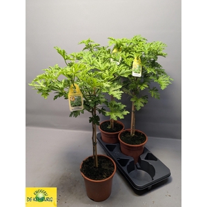 PEL GRAV LEMON TREE