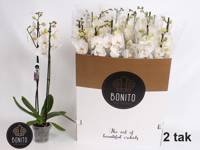 <h4>PHAL SILHOUETTE</h4>