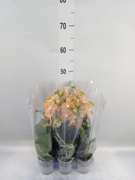 <h4>Phalaenopsis multi. ...orange</h4>