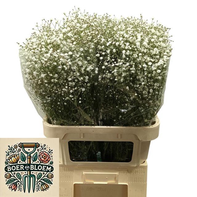 <h4>GYPS PA XLENCE</h4>