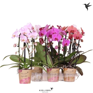 Kolibri Orchids Phalaenopsis Cascade Niagara Fall mix 2 spike 60 cm