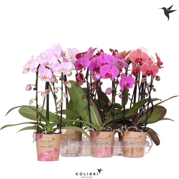 <h4>Kolibri Orchids Phalaenopsis Cascade Niagara Fall mix 2 spike 50 cm</h4>