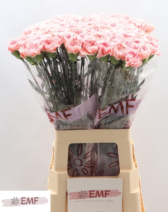 <h4>DI ST BIG ONE</h4>