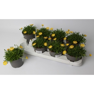 Delosperma Lido 'Yellow with Eye'