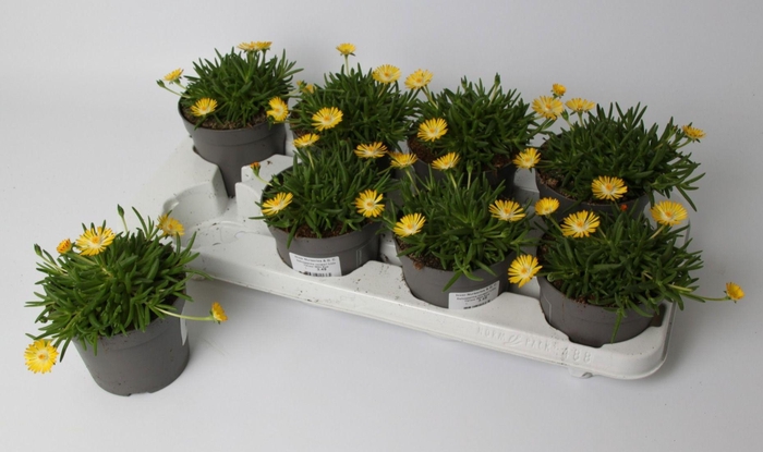 <h4>Delosperma Lido 'Yellow with Eye'</h4>