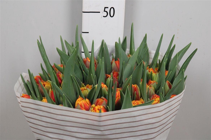 <h4>Tu Du Thunderball</h4>