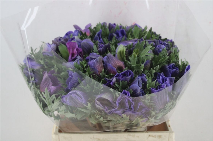 <h4>Anem Mistral Super Blue</h4>