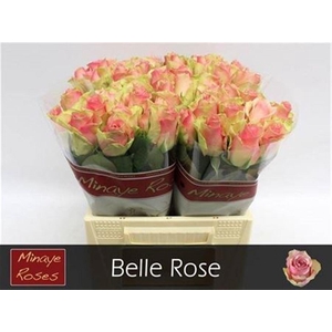 R Gr Belle Rose