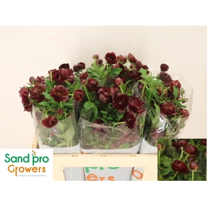 RAN CO MAG CHOCOLATE