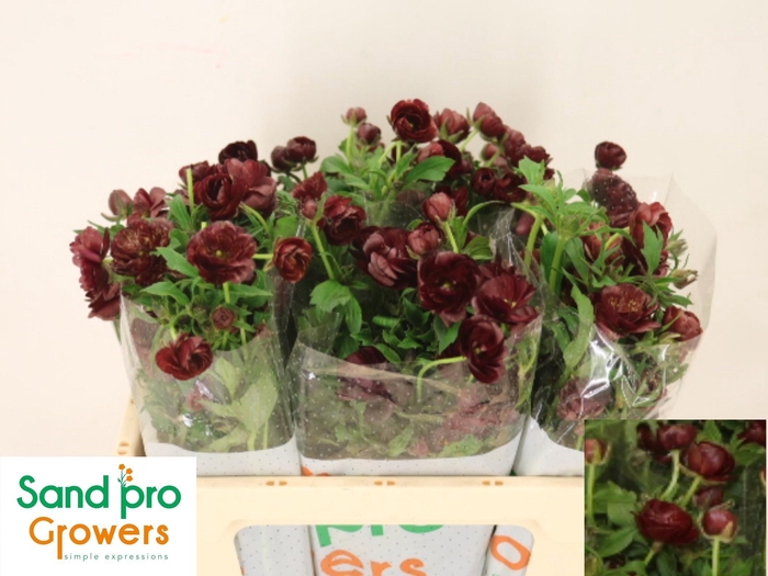 <h4>RAN CO MAG CHOCOLATE</h4>