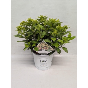 Paniculata Pan Little Lime 23 cm