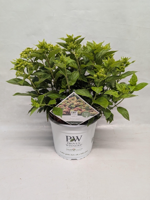 <h4>Paniculata Pan Little Lime 23 cm</h4>
