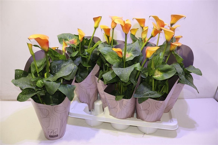 <h4>Zant Ov Peach</h4>