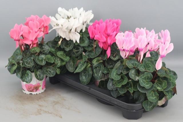 <h4>CYCL GR SUP XL</h4>