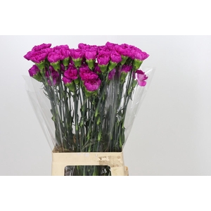 Dianthus St Tiepolo Fucsia