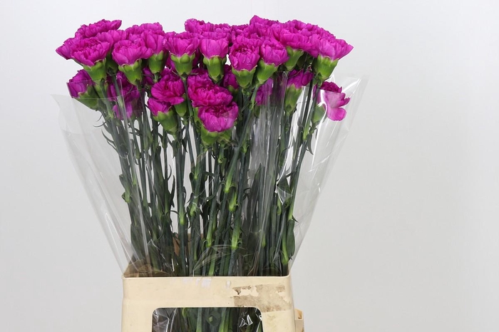 <h4>Dianthus St Tiepolo Fucsia</h4>