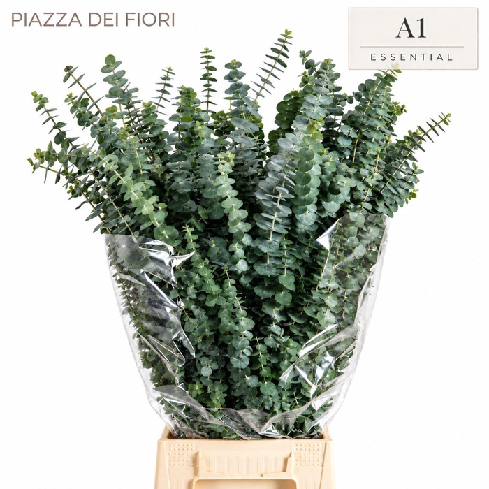 <h4>EUCALYPTUS  'BABY BLUE'</h4>