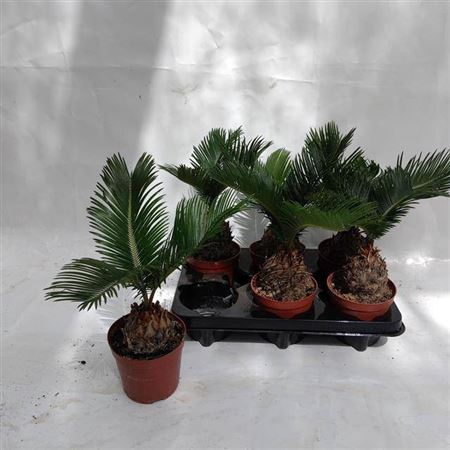 Cycas Revoluta